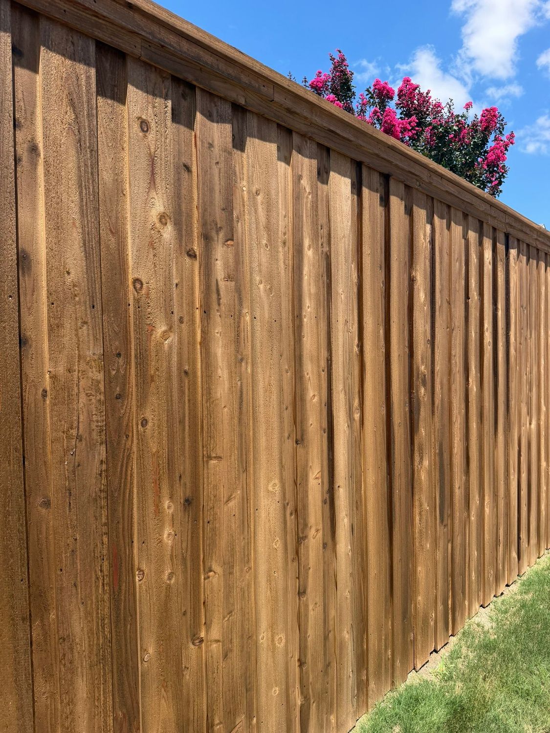 Completed cedar cap-rail privacy fence with crepe myrtle blooms against a blue sky in North Texas